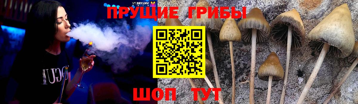 Псилоцибиновые грибы Psilocybe Мыски